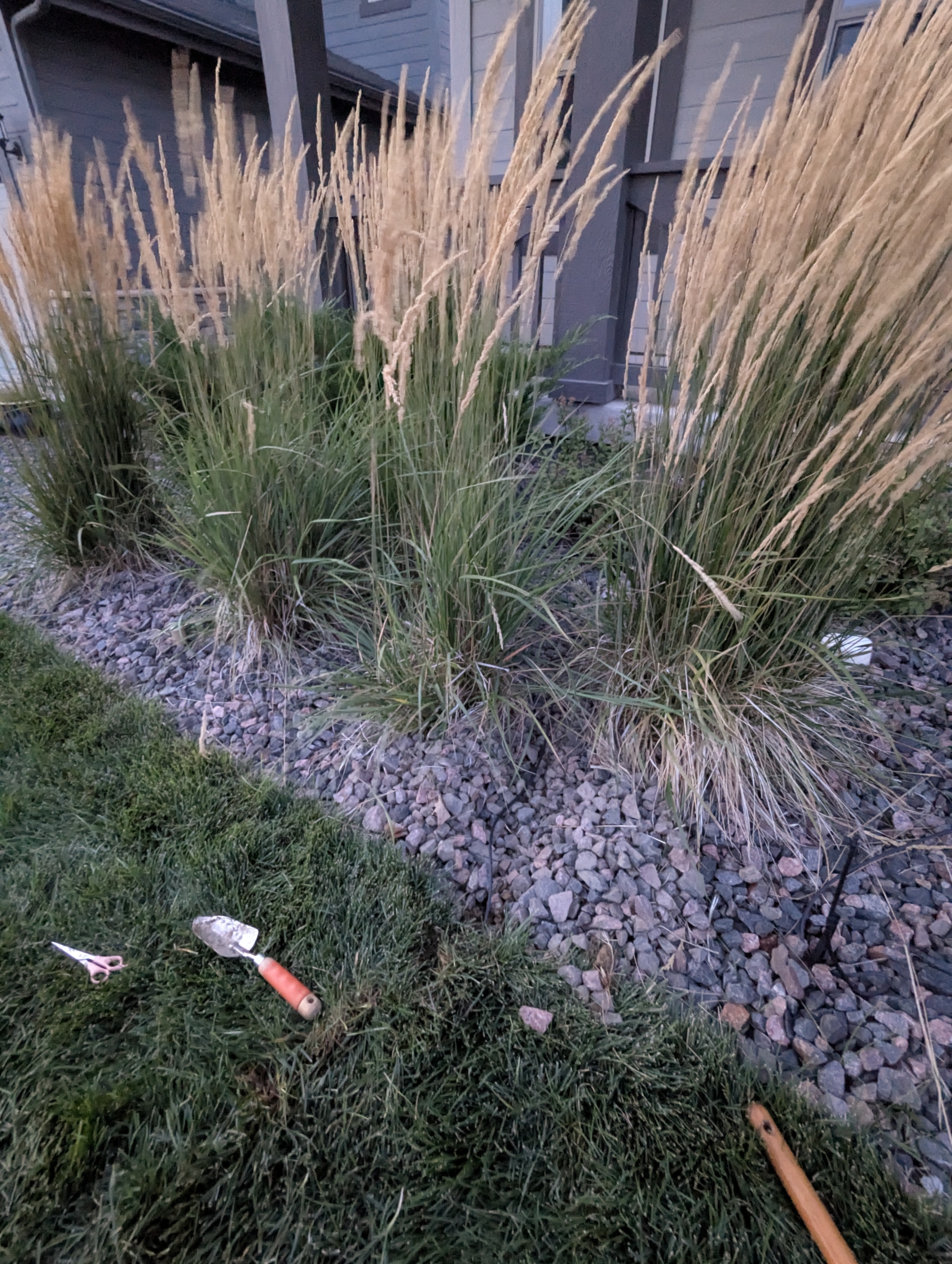 Tree Ring, Home Improvement, Morrison, Colorado